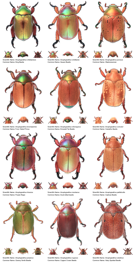 Christmas Beetle Count — Invertebrates Australia
